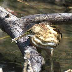 Little Bittern