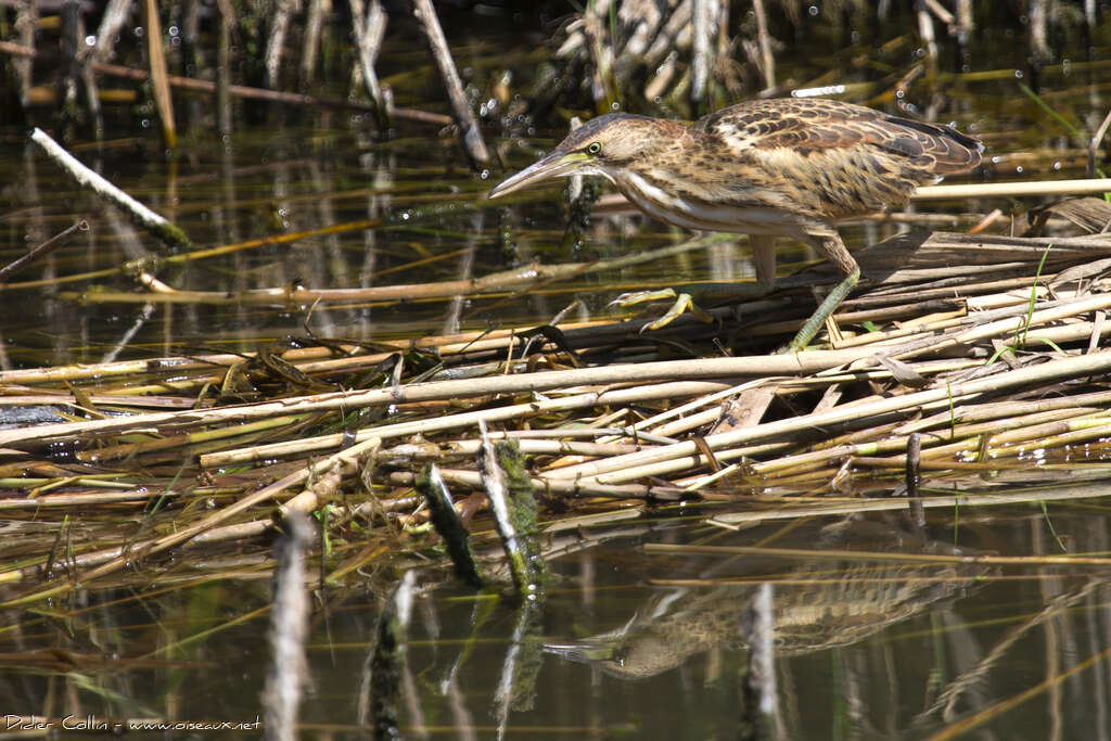 Little Bittern female juvenile, habitat, camouflage, fishing/hunting