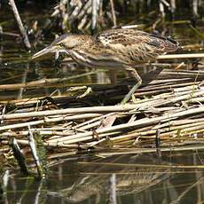 Little Bittern