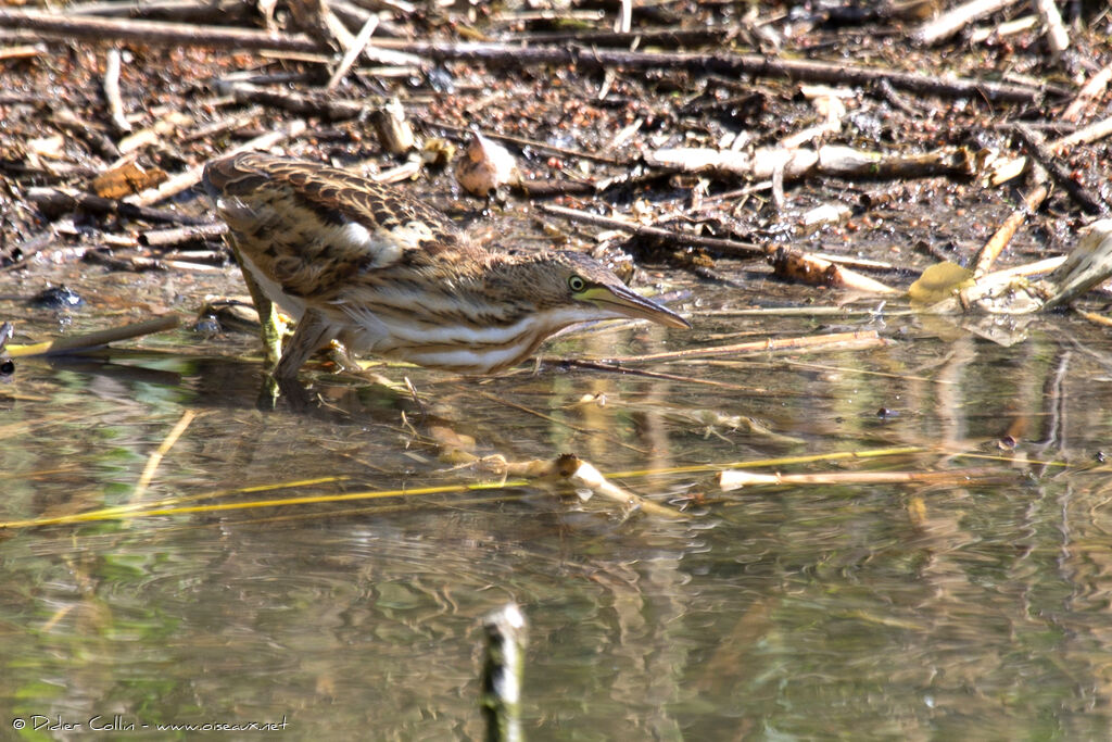 Little Bittern female juvenile