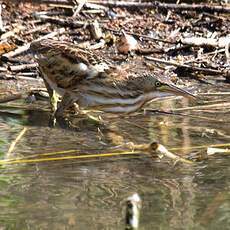 Little Bittern