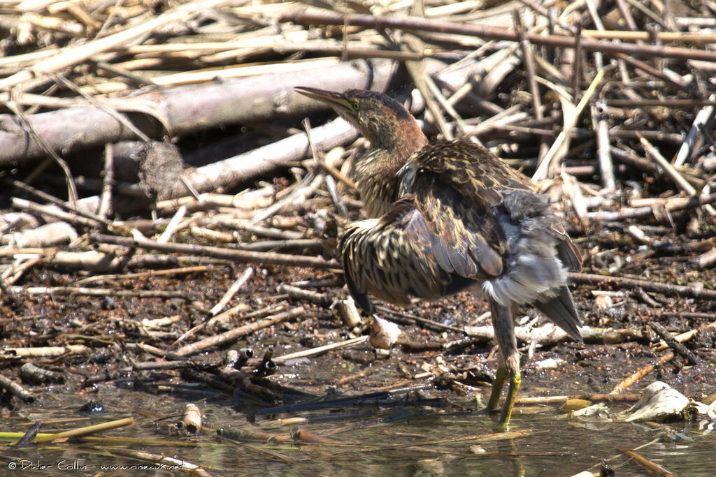 Little Bittern female juvenile, Behaviour