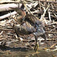 Little Bittern