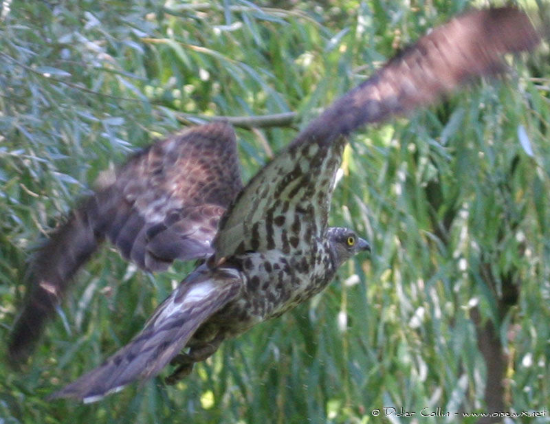 European Honey Buzzard