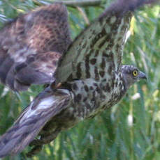 European Honey Buzzard