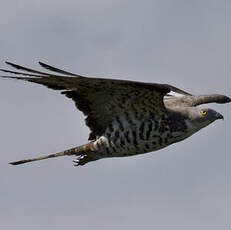 European Honey Buzzard