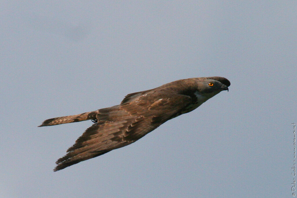 European Honey Buzzard