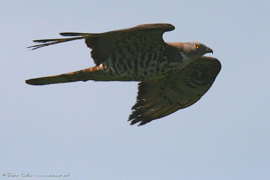 European Honey Buzzard