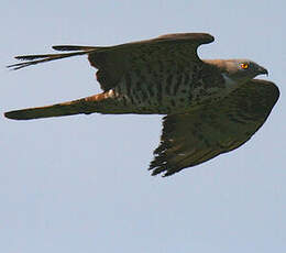 European Honey Buzzard