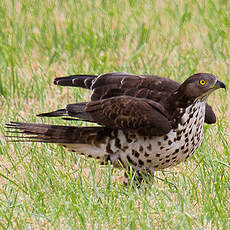 European Honey Buzzard