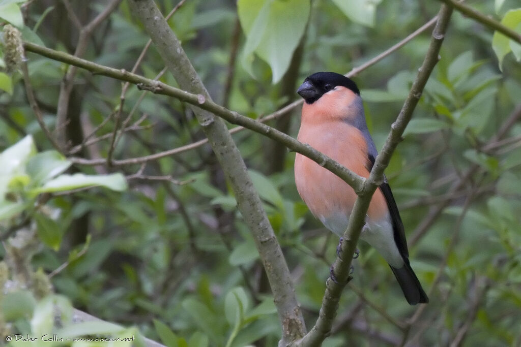 Eurasian Bullfinch male adult, identification