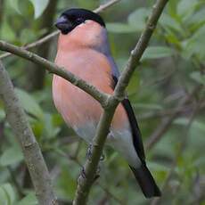 Eurasian Bullfinch