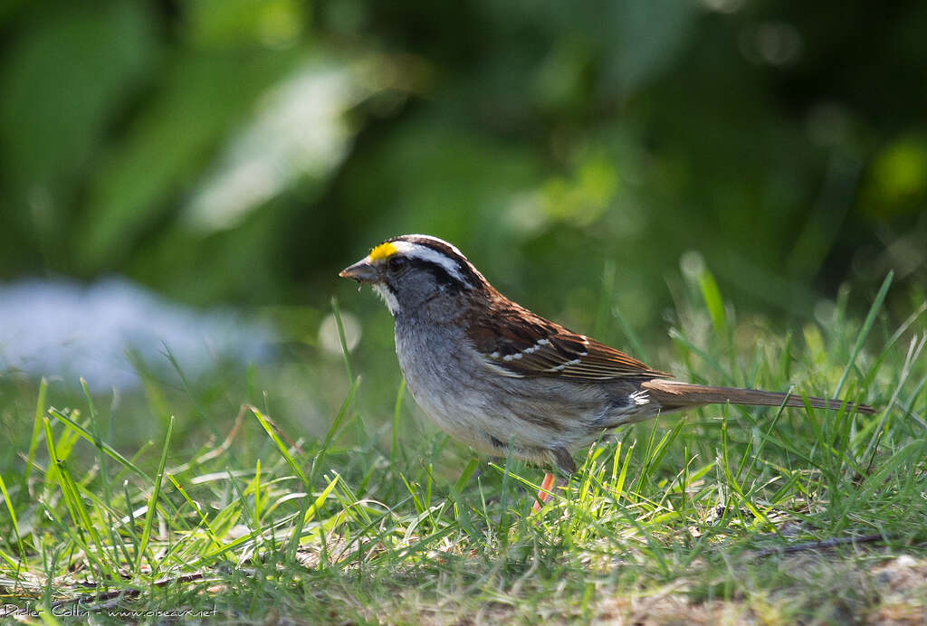 White-throated Sparrowadult breeding, identification