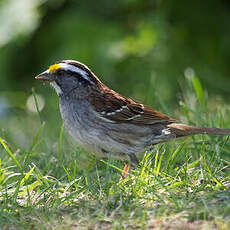 White-throated Sparrow