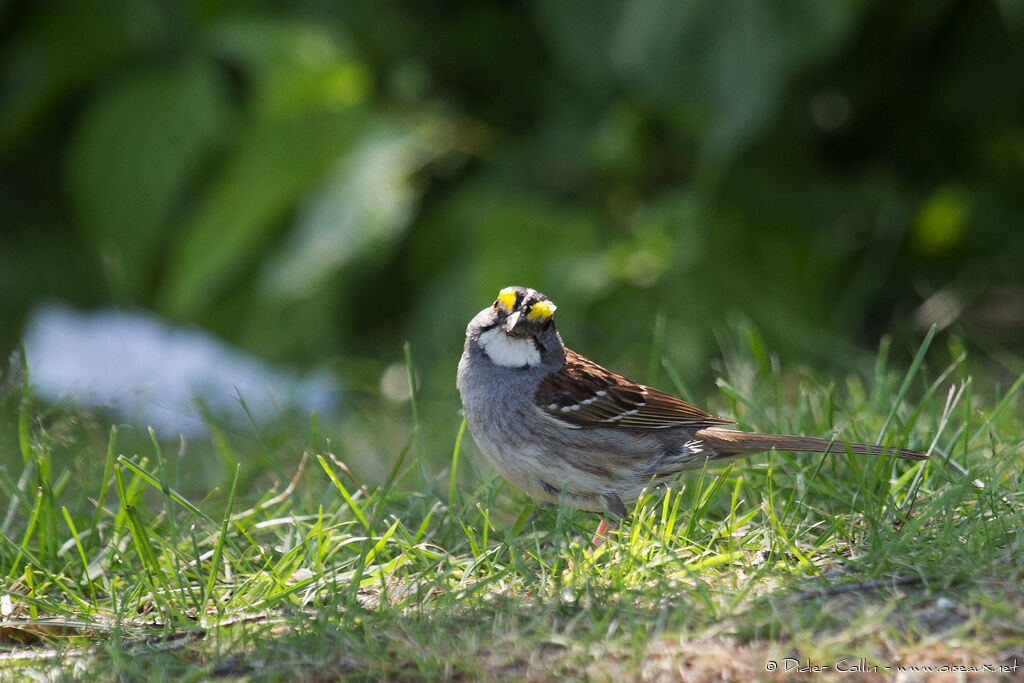 White-throated Sparrowadult breeding, identification