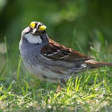 White-throated Sparrow