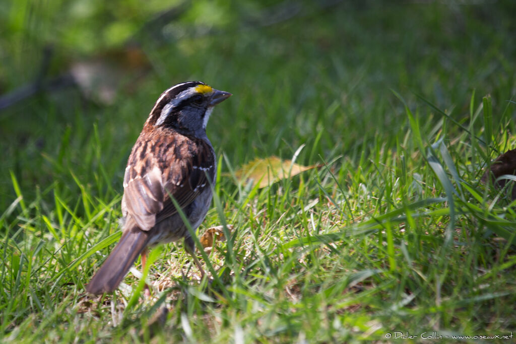 White-throated Sparrowadult breeding, identification