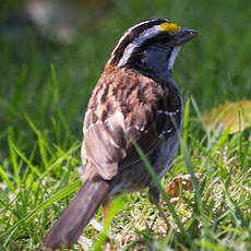 White-throated Sparrow