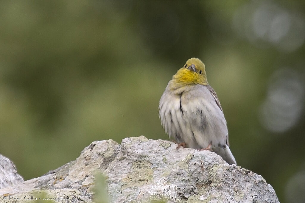 Cinereous Bunting male adult