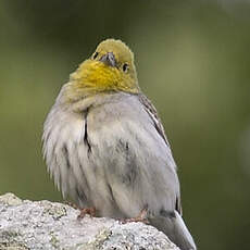 Cinereous Bunting