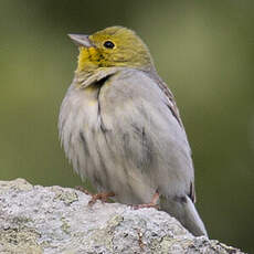 Cinereous Bunting