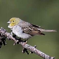 Cinereous Bunting