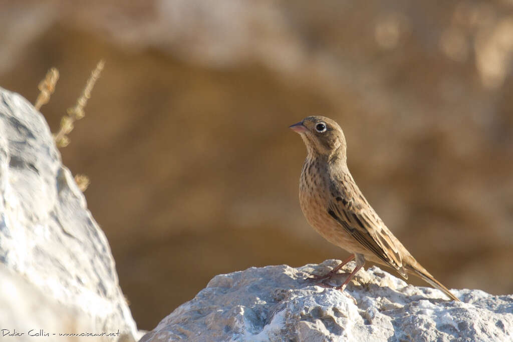 Cretzschmar's Buntingjuvenile, identification