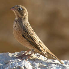 Cretzschmar's Bunting