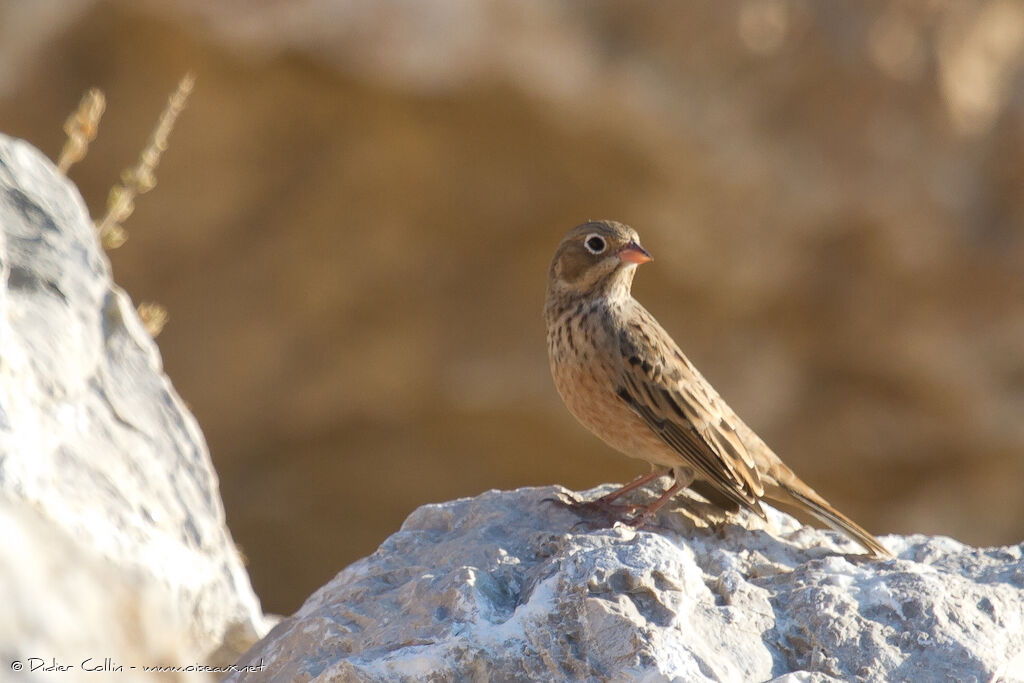 Cretzschmar's Buntingjuvenile