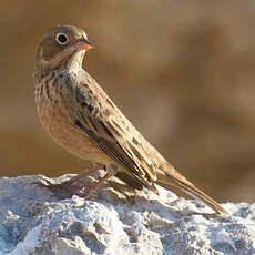 Cretzschmar's Bunting