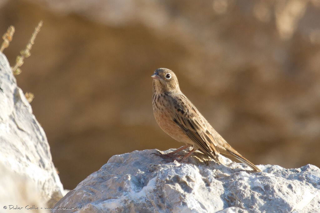 Cretzschmar's Buntingjuvenile, identification