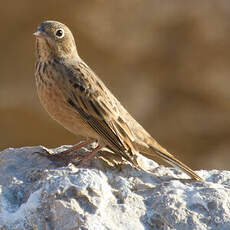 Cretzschmar's Bunting