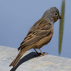 Cretzschmar's Bunting