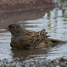 Cretzschmar's Bunting