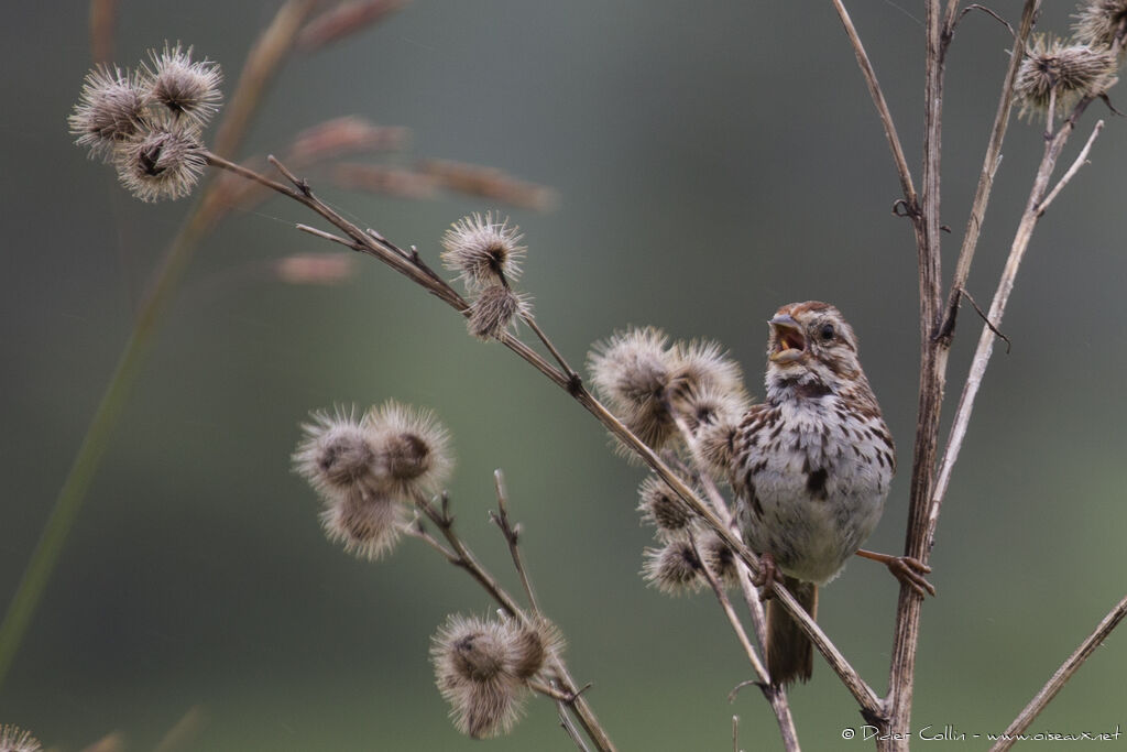 Song Sparrowadult, identification, song