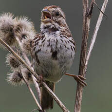 Song Sparrow