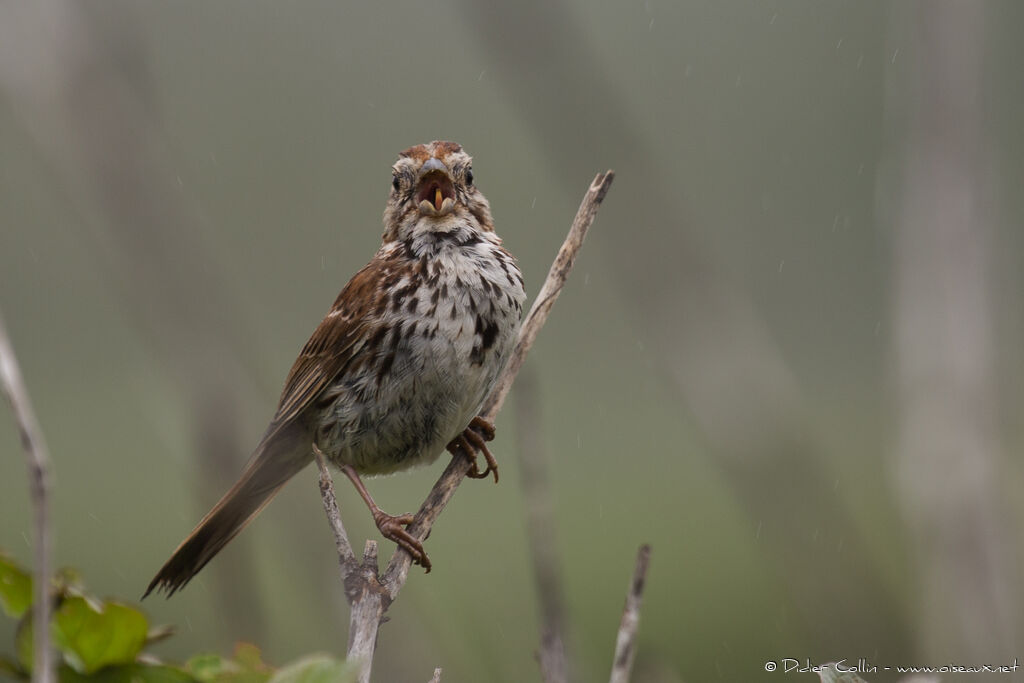 Song Sparrowadult, identification, song