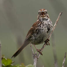 Song Sparrow