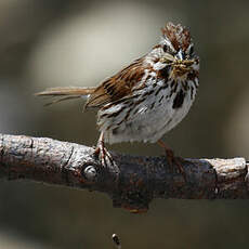 Song Sparrow