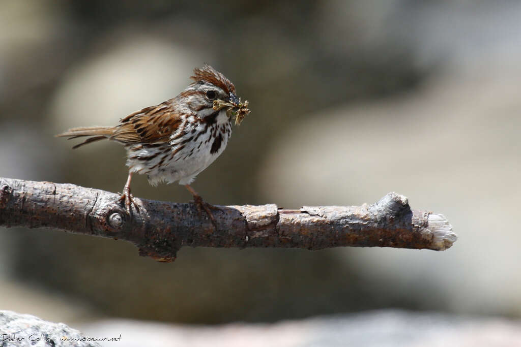 Bruant chanteuradulte, régime