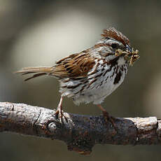 Song Sparrow