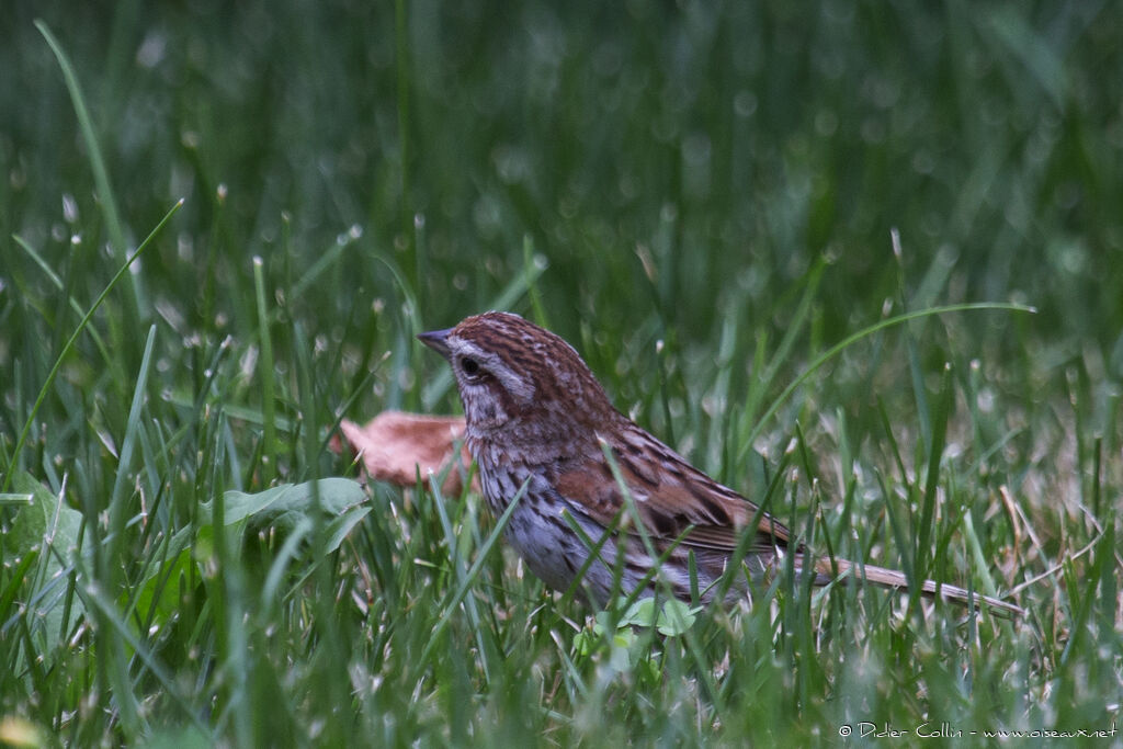 Song Sparrow