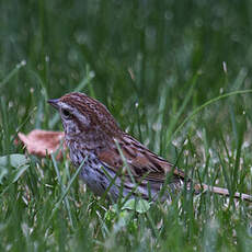 Song Sparrow