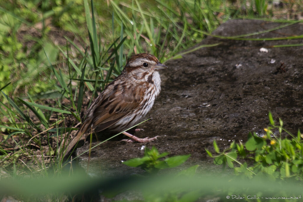 Song Sparrow