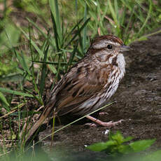 Song Sparrow