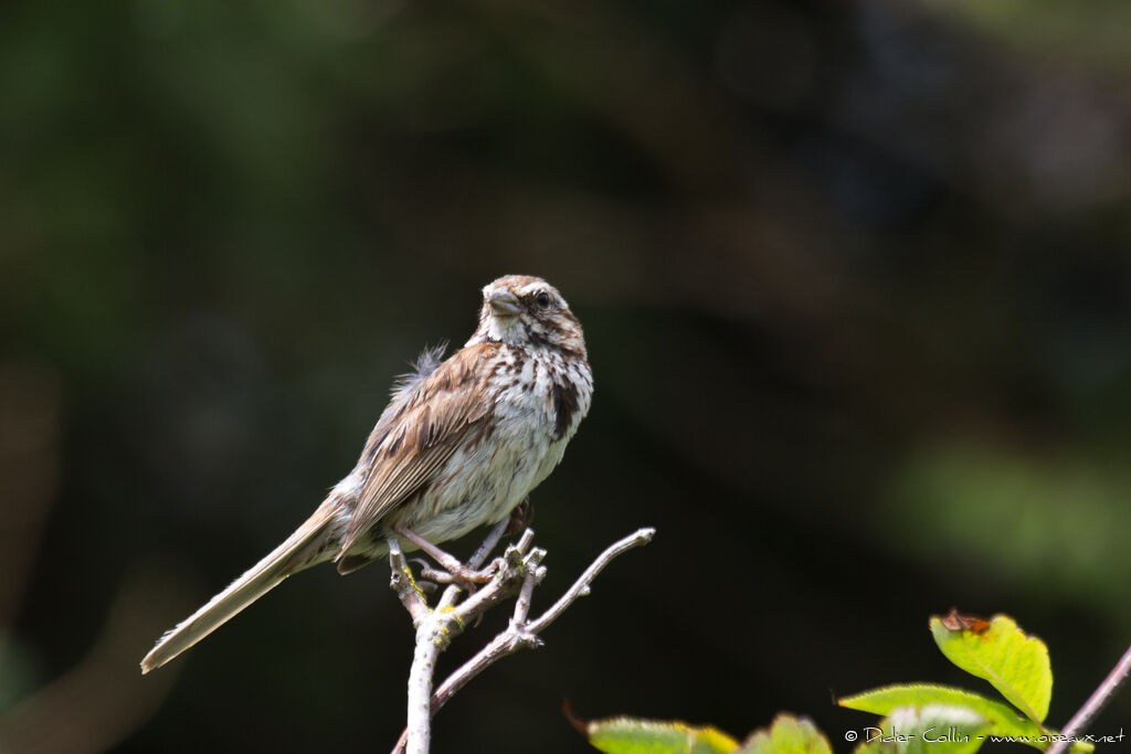 Bruant chanteuradulte, identification