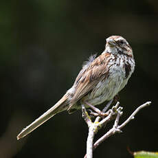 Song Sparrow