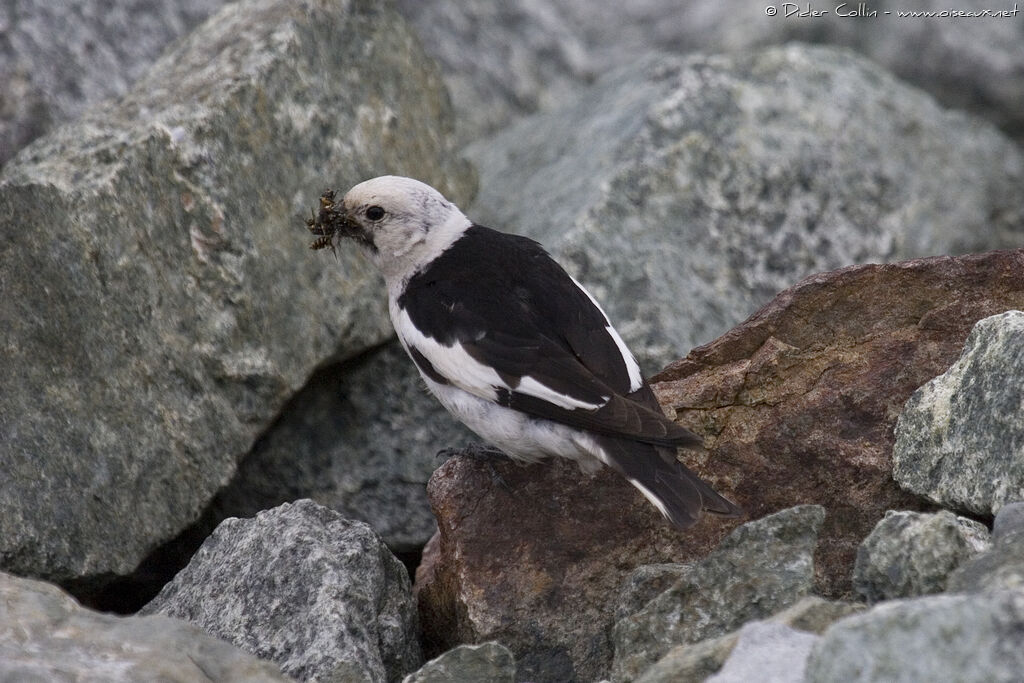 Snow Bunting male adult