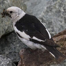 Snow Bunting