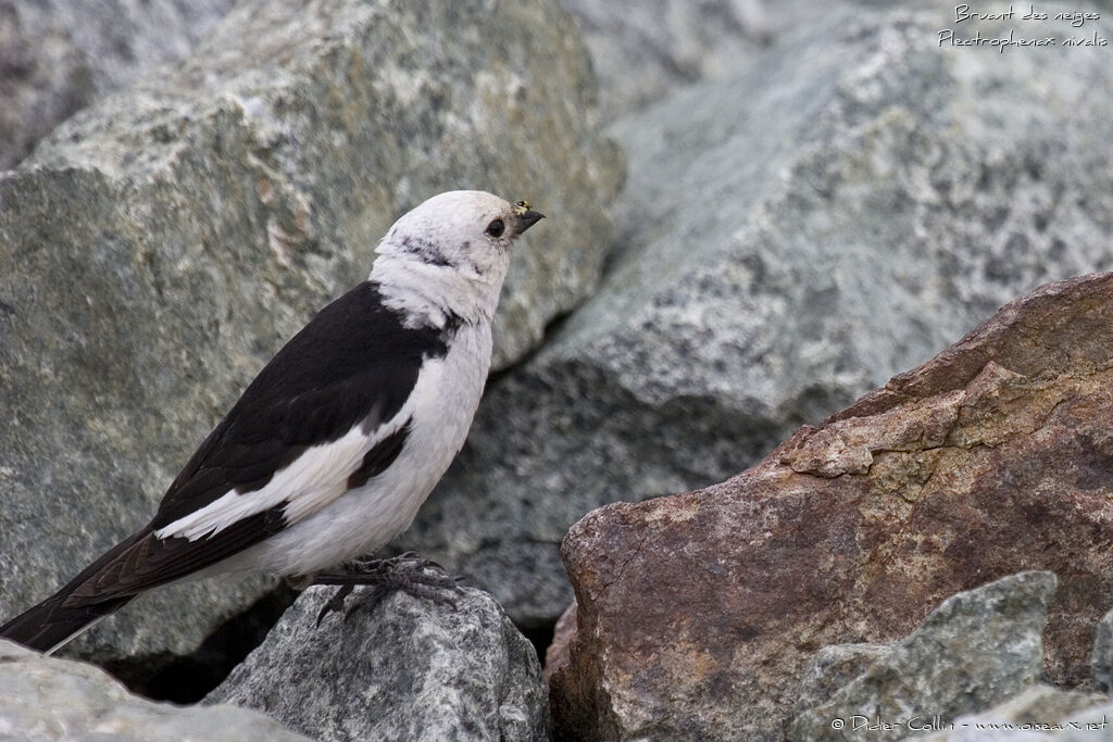 Snow Bunting male adult breeding, identification